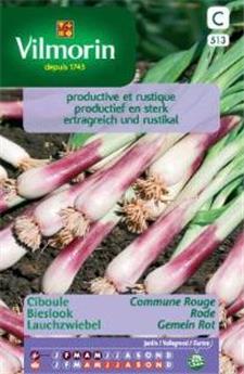 Ciboule Commune Rouge (Vilm)