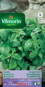 Basilic Grand Vert  (Vilm)