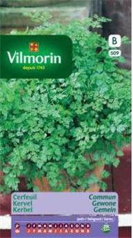 Cerfeuil Commun  (Vilm)