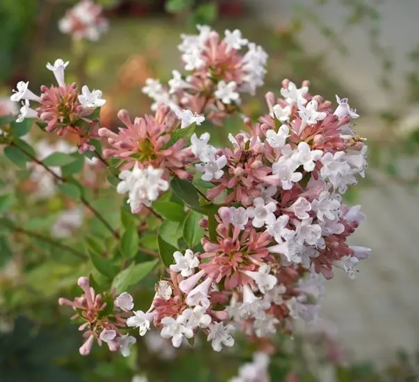 ABELIA chinensis AUTUMN FESTIVAL® Pot C15Litres