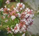 ABELIA chinensis AUTUMN FESTIVAL® Pot C15Litres