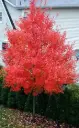 Acer rubrum Summer Red 08 10 Haute Tige Motte ** Résistant