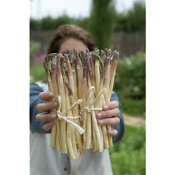 [145474] Asperge super argenteuil blanche 10 griffes 2ans