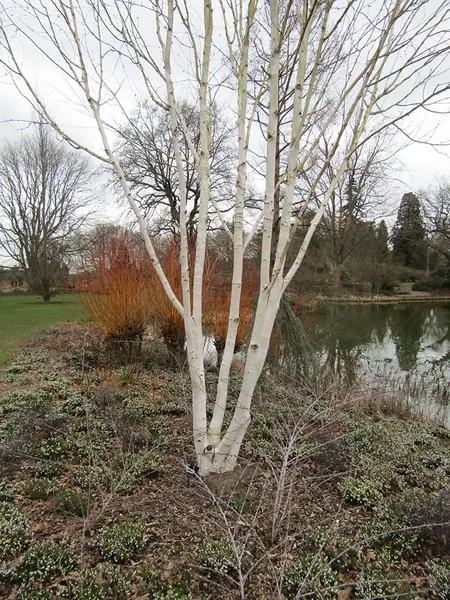 [145456] Betula utilis Jacquemontii Utilis Cépée Multi-troncs 350 400 XL Pot C70Litres - Bouleau blanc