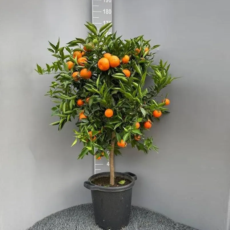 [145477] Citrus clementina - Clémentine Tige 40 cm Pot