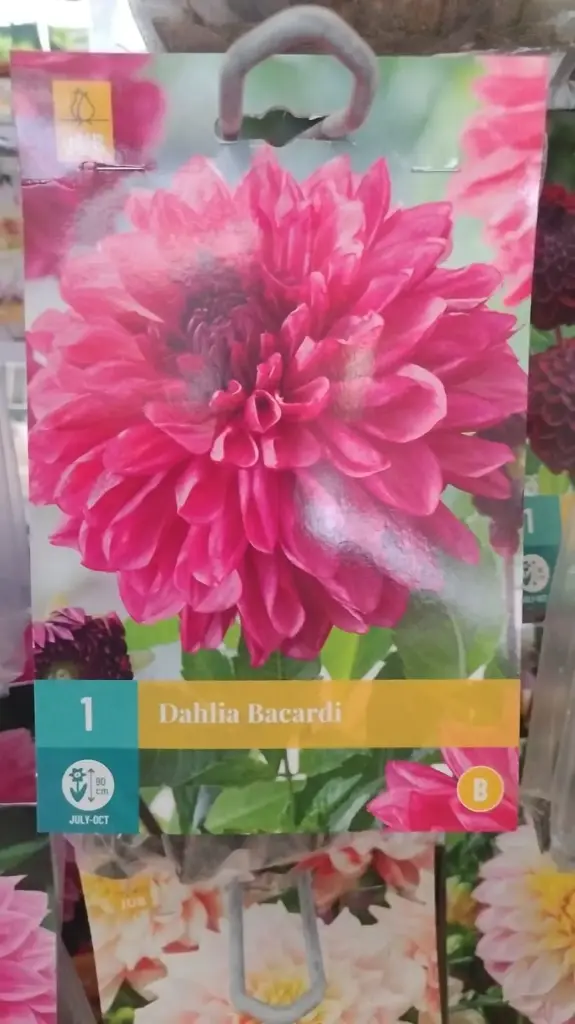 [145422] Dahlia Bacardi* 1Pc