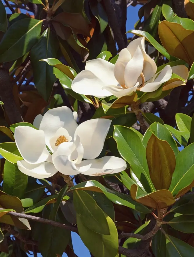 Magnolia grandiflora Gallisoniensis 175 200 cm Pot ** Flor. parfum. - Feuill. persitant. **