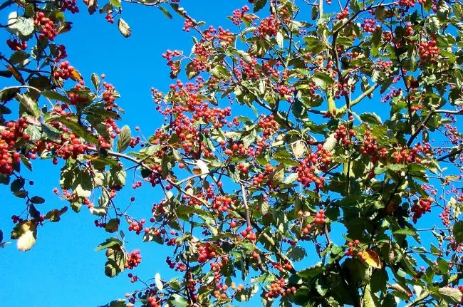 Sorbus intermedia Brouwers Haute Tige 10 12 Motte - Sorbier