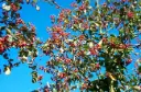 Sorbus intermedia Brouwers Haute Tige 10 12 Motte - Sorbier
