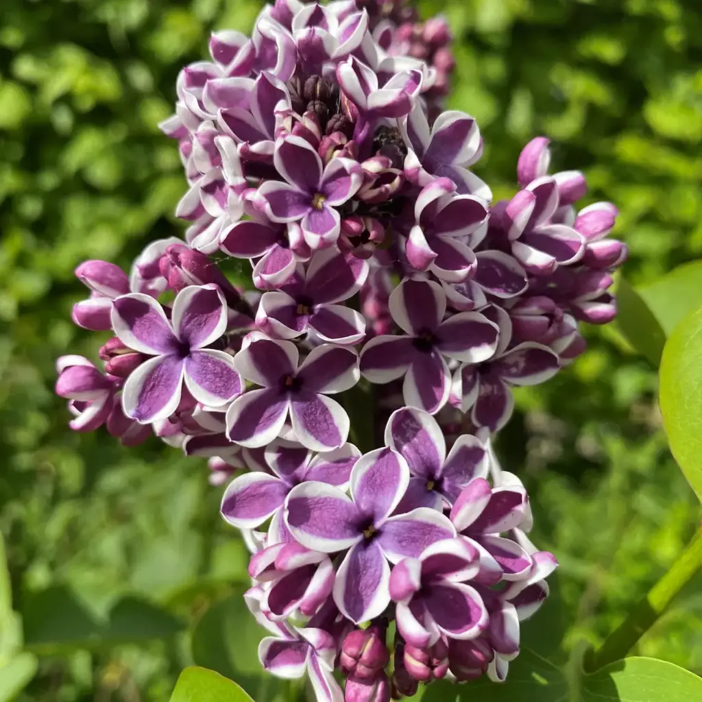 Syringa vulgaris Sensation 125 150 Motte ou Pot** Lilas **