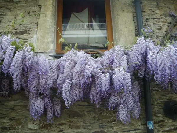 Glycine Bleue de Chine 10 Graines (Vilm)