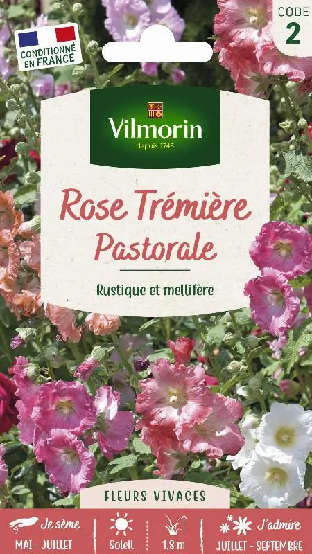 Rose Trémière Pastorale (Vilm)