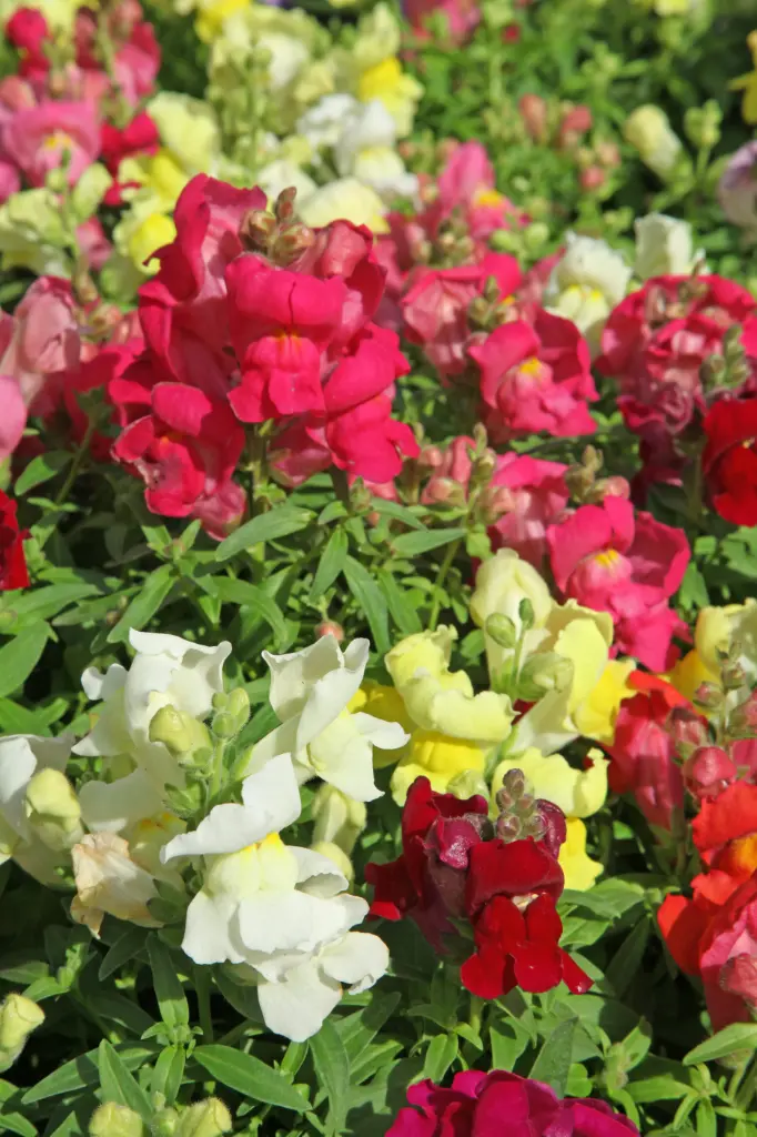 Muflier Tom Pouce Varié (Vilm)