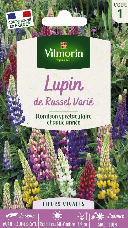 Lupin de Russel hybride Varié (Vilm)