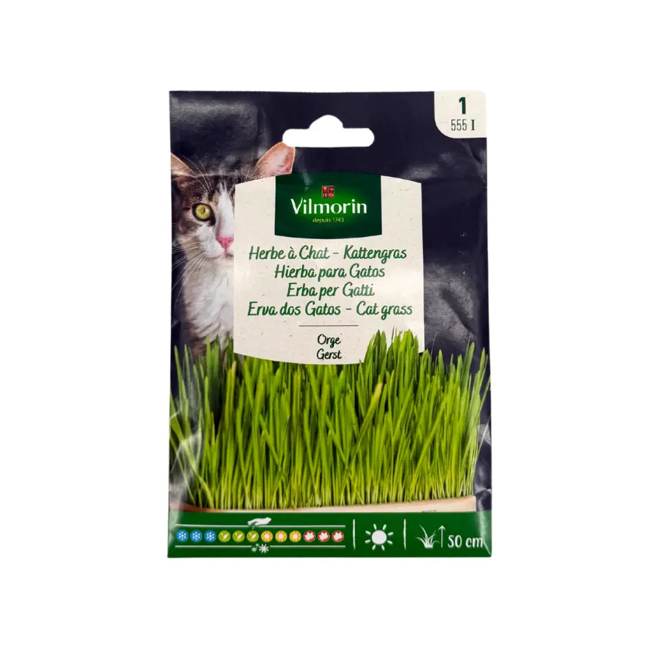 Herbe à Chat Vilm 