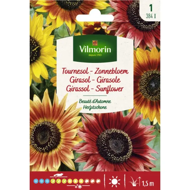 Tournesol Beauté d'Automne Vilm