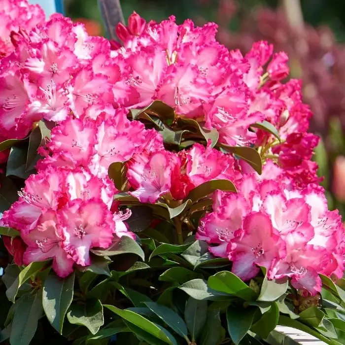 Rhododendron Pink Tiger P23 60cm
