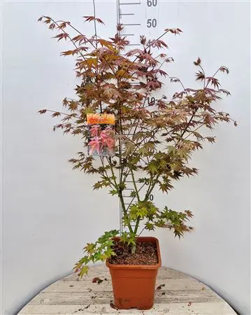 ACER palmatum BROWN SUGAR P28 ** Erable du Japon **