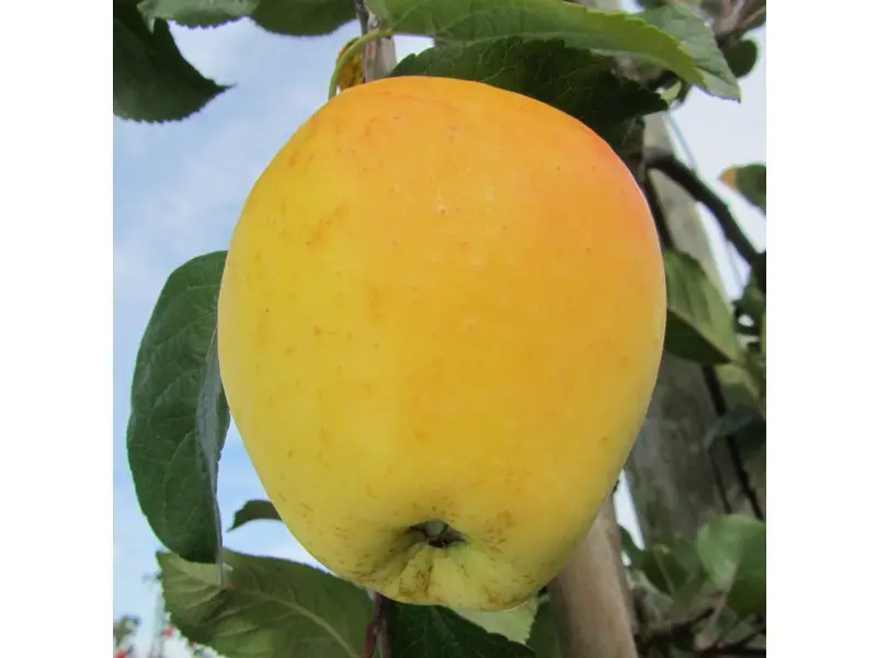 Pommier Transparente de Lesdain Buisson