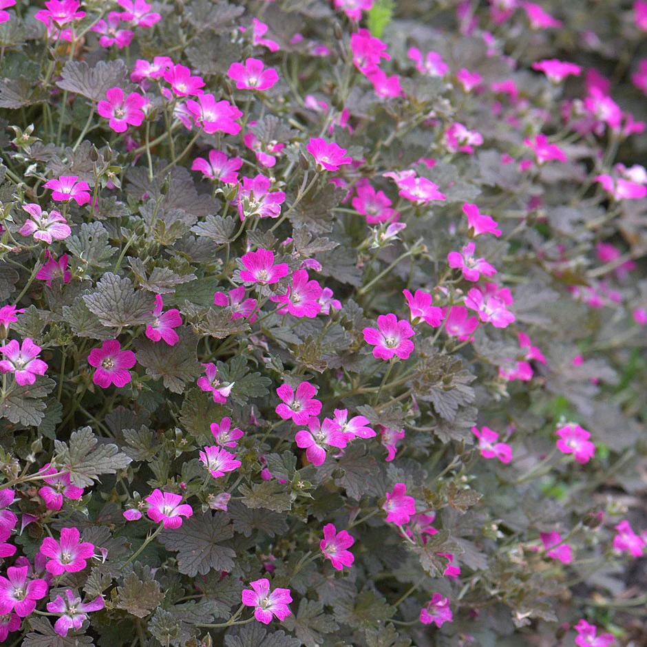 Geranium Orkney Cherry Pot C2
