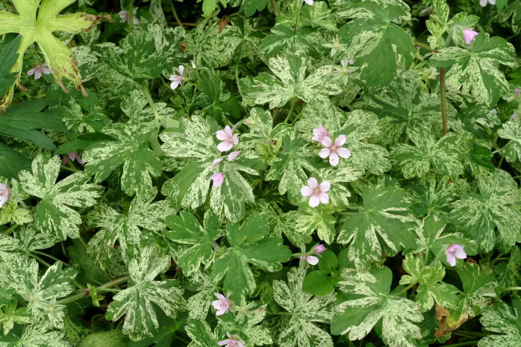 Geranium yoshinoi Confetti Pot C2