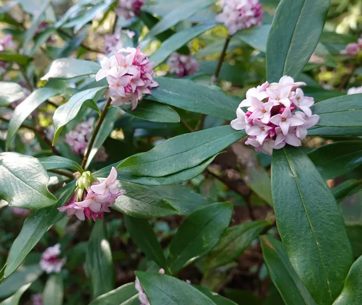 Daphne odorata 30 40 Pot ** Parfumé. Bois-joli ** 