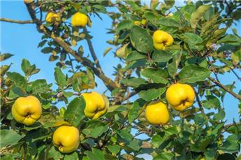 Cognassier Cydonia oblonga Leskovacz Buisson Pot C5L ** Cognassier à très gros fruits sucrés **