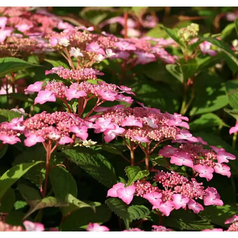 Hydrangea serrata Avelroz Pot C7.5L ** Hortensia **
