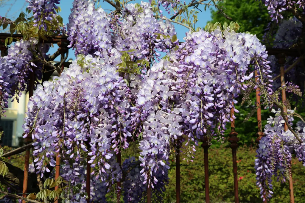 Wisteria brachybotrys Shiro Beni 150 175 Pot C7.5 ** Parfumée ** 