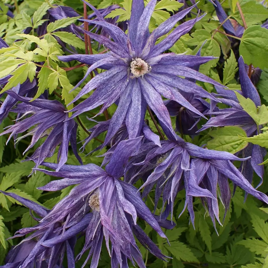 Clematis atragene SPIKY Pot P17 - C2