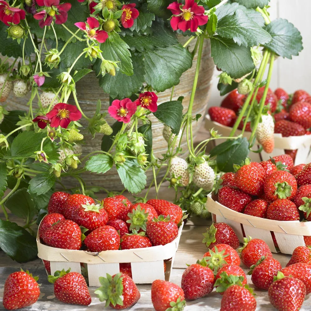 Fragaria Ruby Ann (Remontante) Pot P12