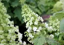 Hydrangea quercifolia Gatsby Star Pot C3Litres ** Hortensia à feuilles de chêne **