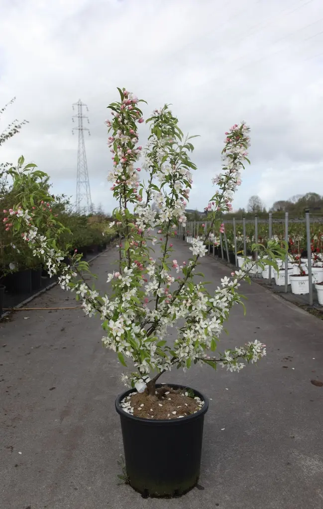Malus Sugar Tyme Buisson C12 150+