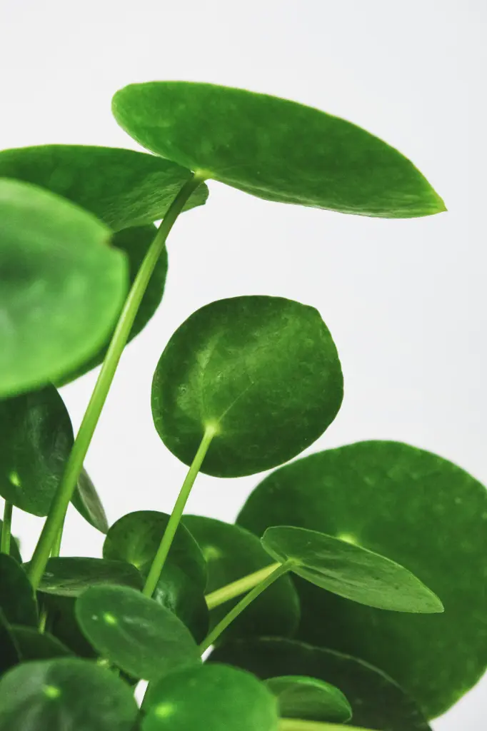 Pilea Peperomoides 