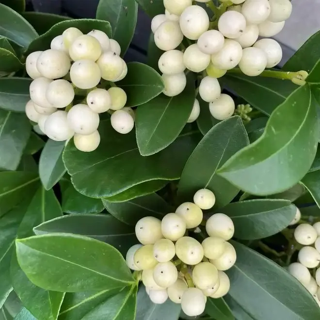 Skimmia japonica Kew White Pot Femelle 
