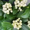Skimmia japonica Kew White Pot Femelle 