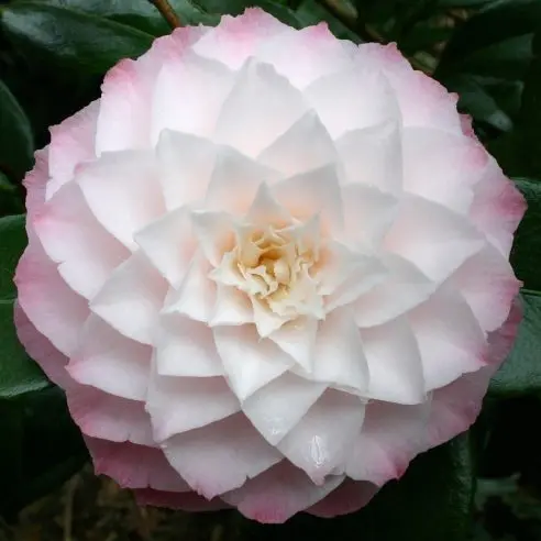 Camellia japonica Nuccio Pearl 60 80 Pot