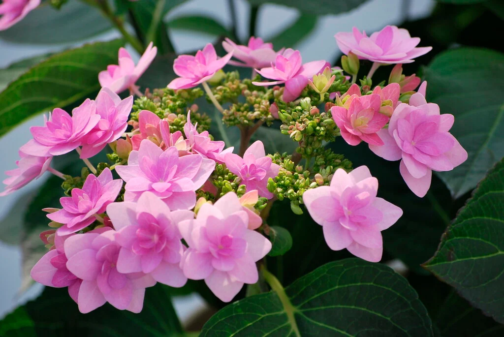 Hydrangea macrophylla You and Me Romance Pink Pot P23 - C5L ** Hortensia **