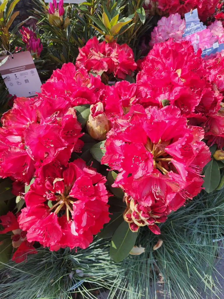 Rhododendron MAXIMUS P23 60cm 
