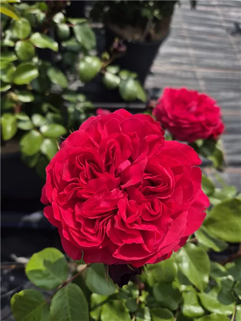 [0998427] Rosier Leonardo Da Vinci Red Tige 60cm Pot 