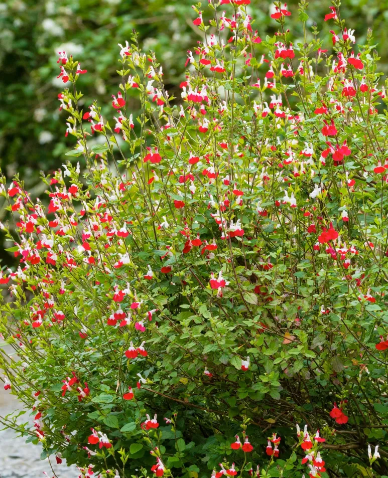 Salvia microphylla Variées Pot P13 -