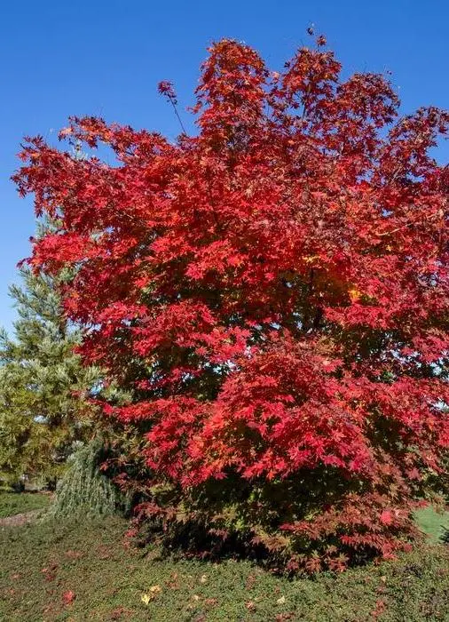Acer pseudosieboldianum North Wind 175/+ Pot C30** Erable du Japon ** 