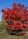 Acer pseudosieboldianum North Wind 175/+ Pot C30** Erable du Japon ** 
