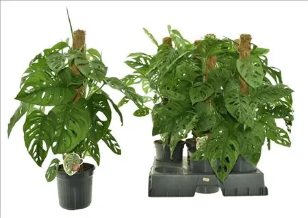 Monstera Obliqua Monkey P16