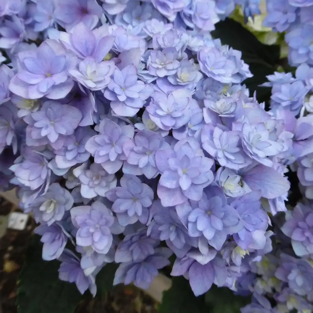 Hydrangea macrophylla You and Me Togheter Blue Pot P23 - C5L 