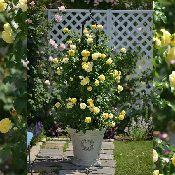 Rosier Château de Cheverny Pot C5L **Parfumé / Résistant** XL 