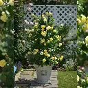 Rosier Château de Cheverny Pot C5L **Parfumé / Résistant** XL 