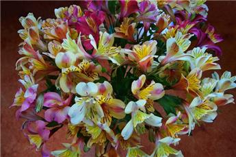 Alstroemeria Garden Indian Summer Variés  Pot C2Litres