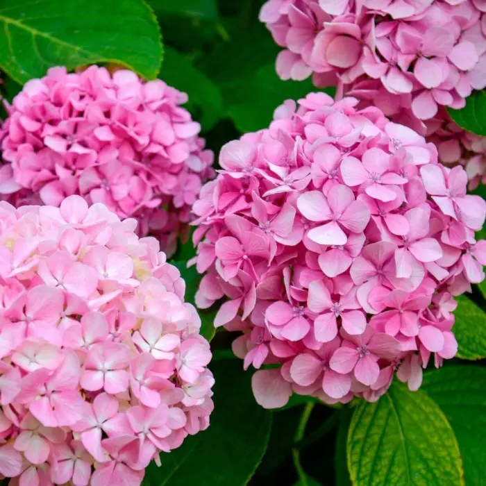 Hydrangea macrophylla Early Pink XXL Pot P30