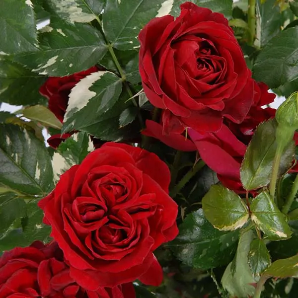 Rosier Elie Semoun Pot C5Litres